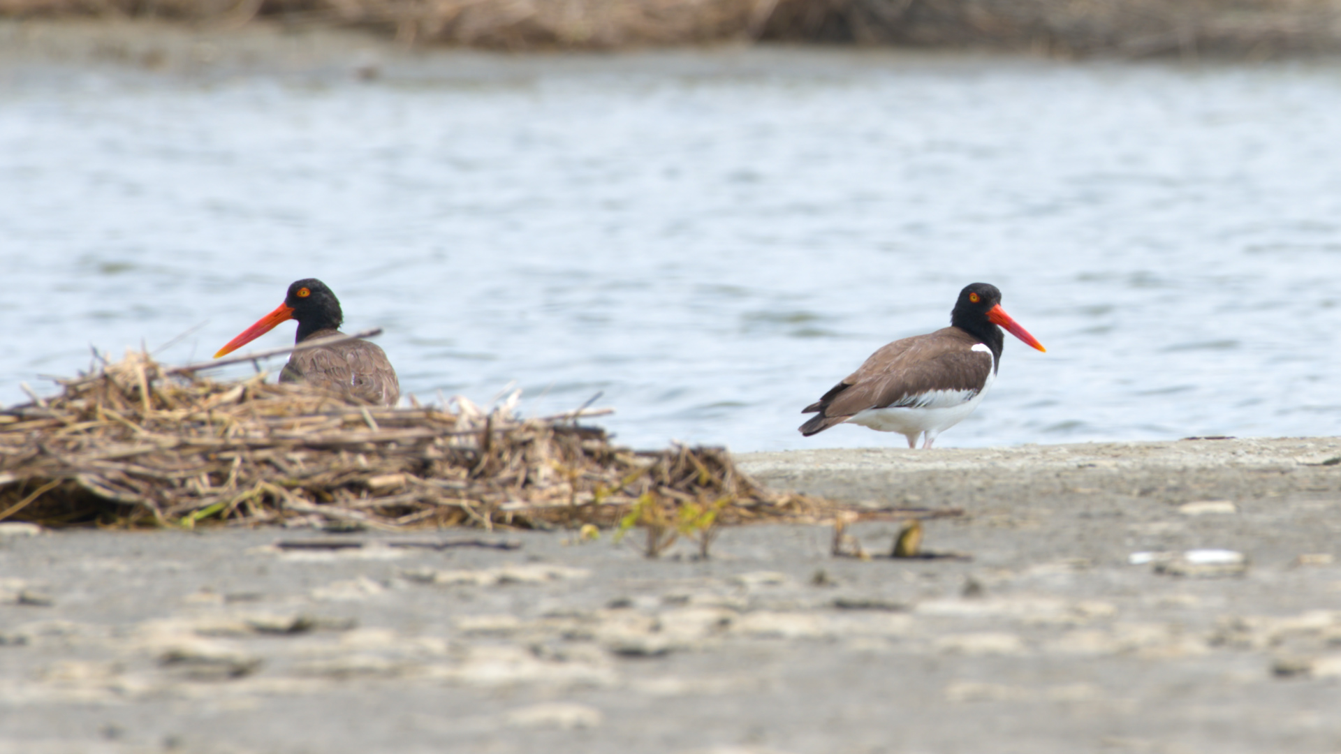 coastal-birds-what-s-wild-stories-july-20-2023-south-carolina-etv